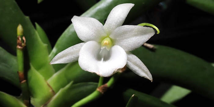 Angraecum